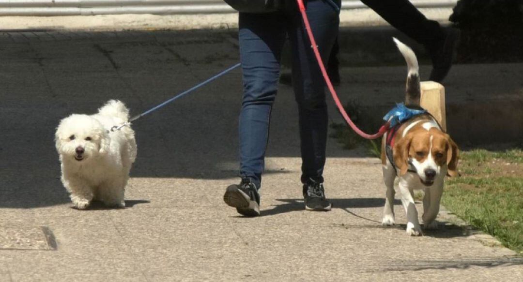 Perros por la calle