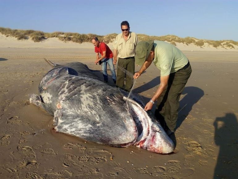 Imagen del tiburón hallado muerto en Doñana. 