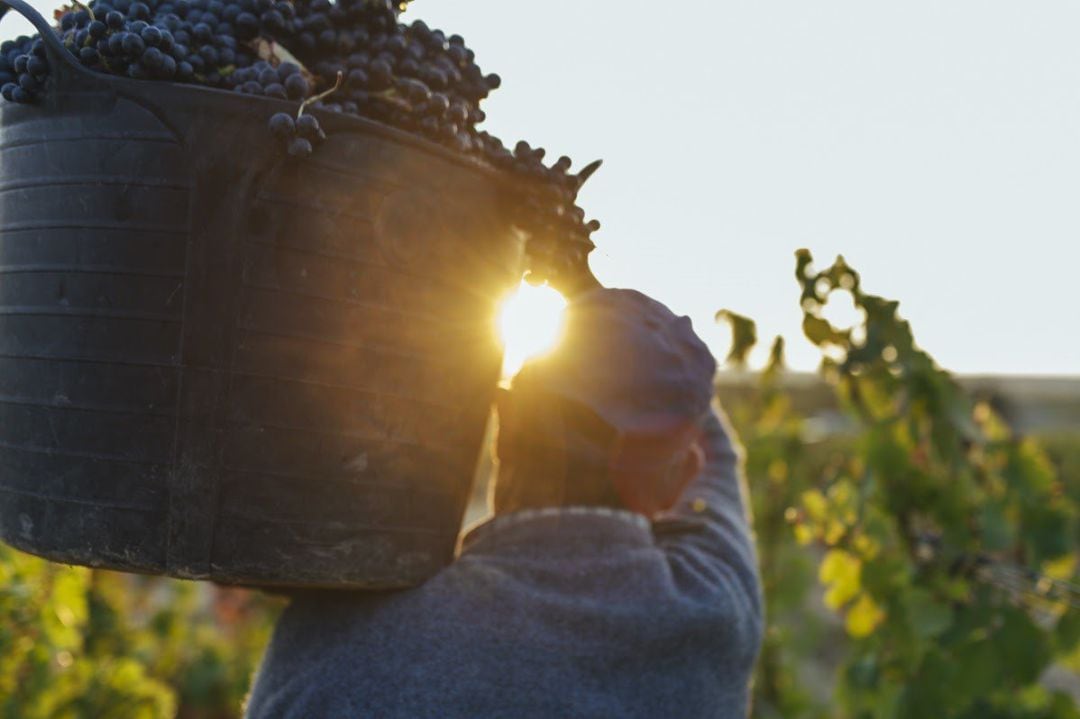 La vendimia ha finalizado en La Rioja, con esperanza en el Consejo Regulador de que sea un &#039;año memorable&#039;