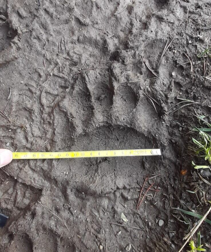 Petjada d'un os identificada pels banders, l'any passat