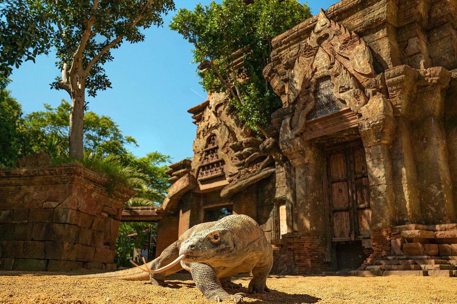Dragón de Komodo - Bioparc Fuengirola