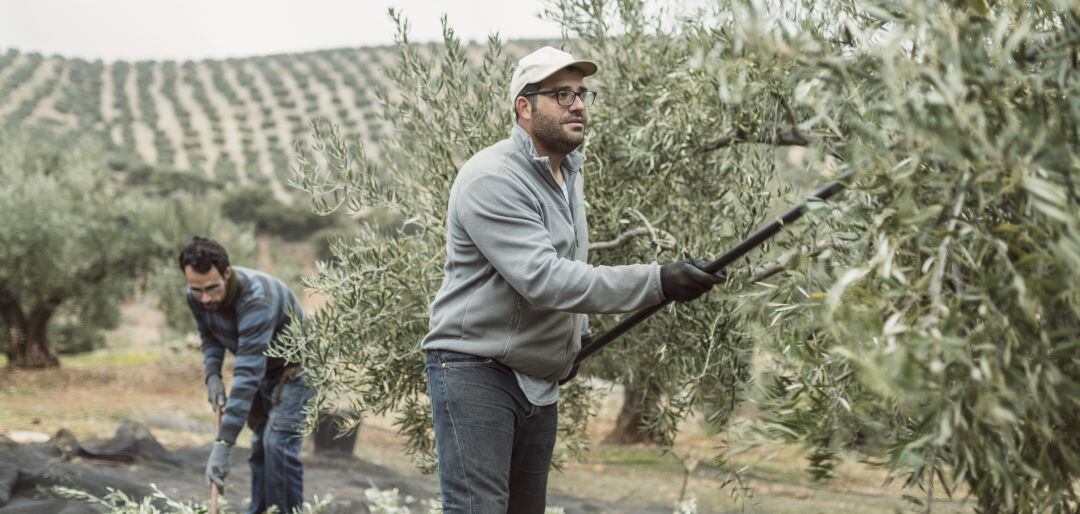 Dos jóvenes trabajan en la aceituna.