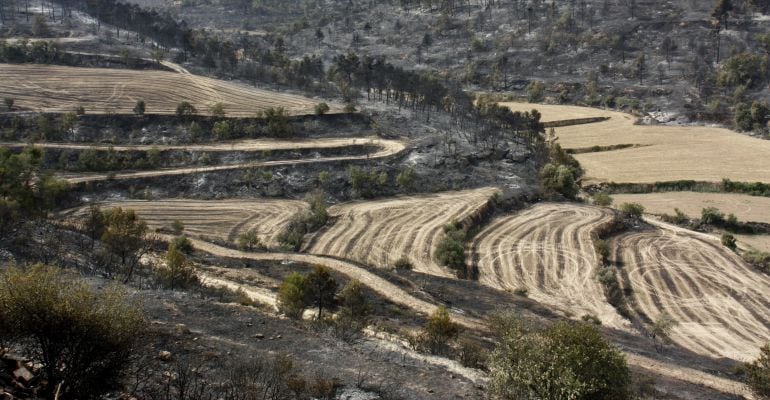 Imatge de la zona cremada en l'incendi de l'Urgell, del matí de dimecres 20 de juliol de 2016.