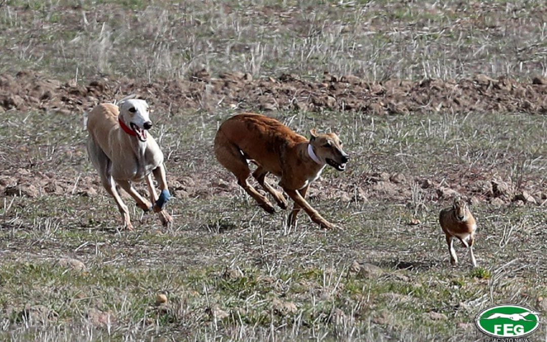 La mixomatosis no afecta a la organización del Campeonato Nacional del Galgos