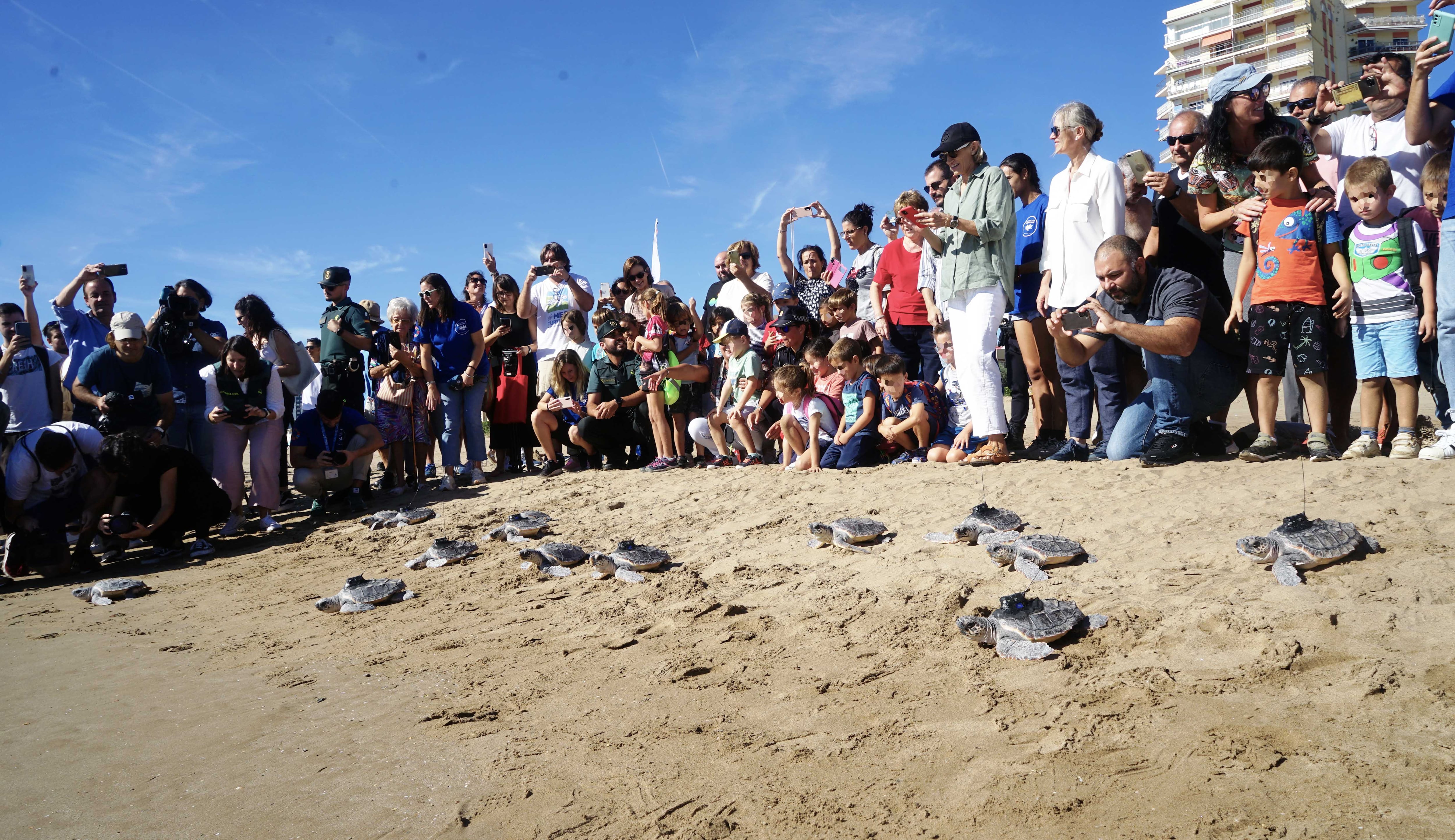 Las catorce tortugas marinas del nido de El Puig observadas por el público