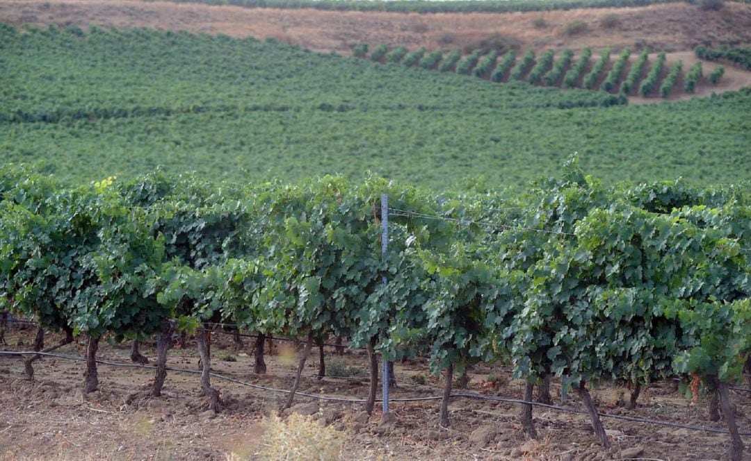 La DO Rueda ha cerrado las plantaciones en 2019