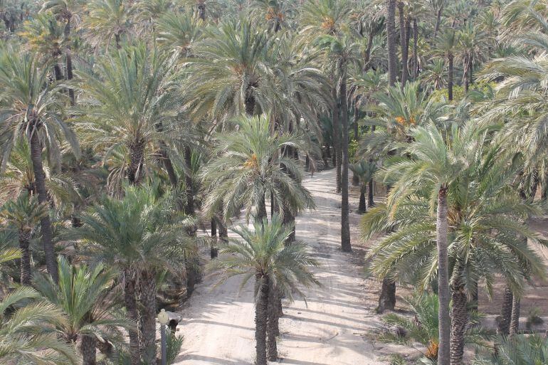 Imagen del palmeral desde la Torre Vaillo