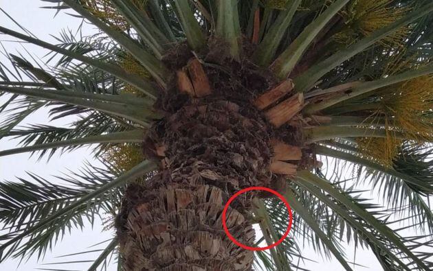 El loro estaba escondido en el estípite.