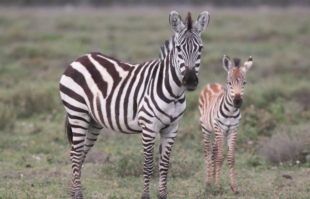 Las rayas pueden llegar a ser imprescindibles para la supervivencia de estos animales.