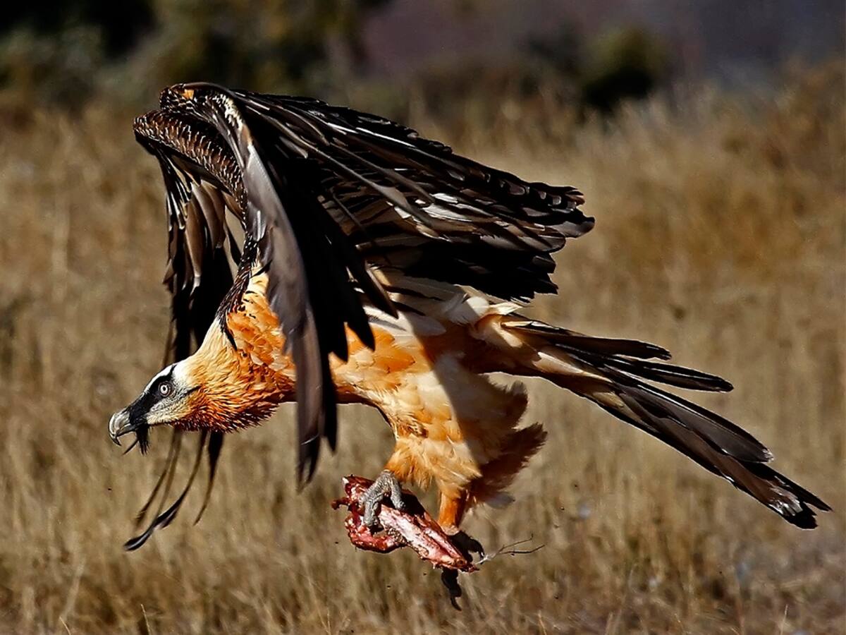 El proyecto de turismo ornitológico ‘Birding Aragón’ alza el vuelo