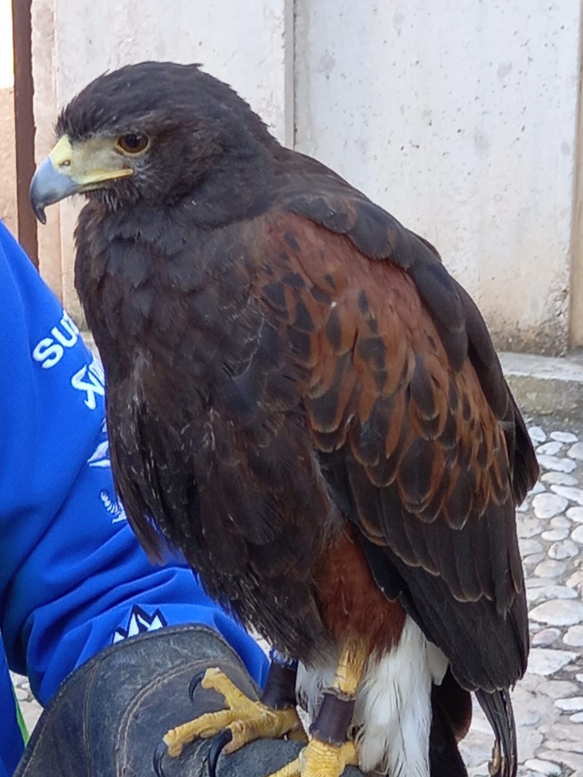 El ejemplar para ahuyentar las gaviotas del Castillo de Dénia.