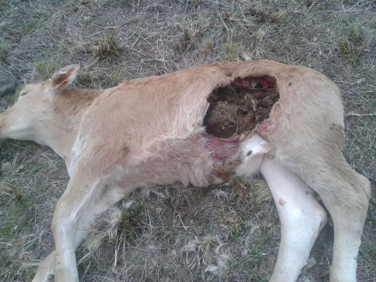 Ternero muerto tras se atacado por lobos en El Tiemblo (Ávila)