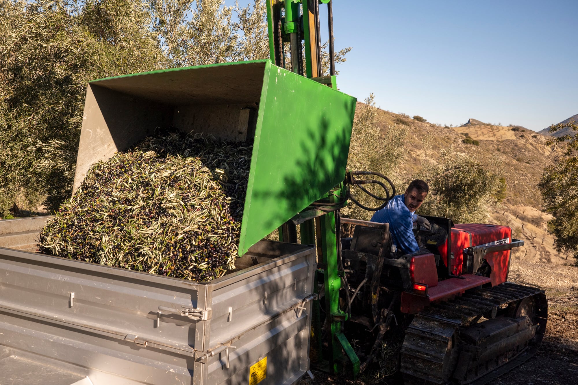 Más tareas de recolección en Sierra Mágina