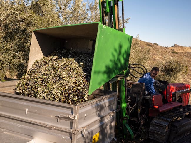 Más tareas de recolección en Sierra Mágina