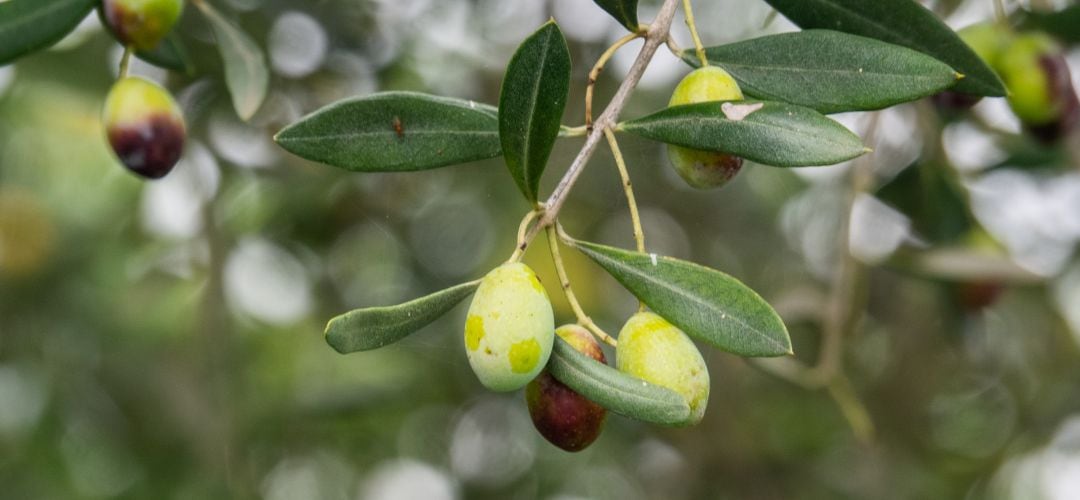 El tercer simposio &#039;Aceite de Oliva y Salud&#039;, llegará a Jaén el próximo mes de diciembre.