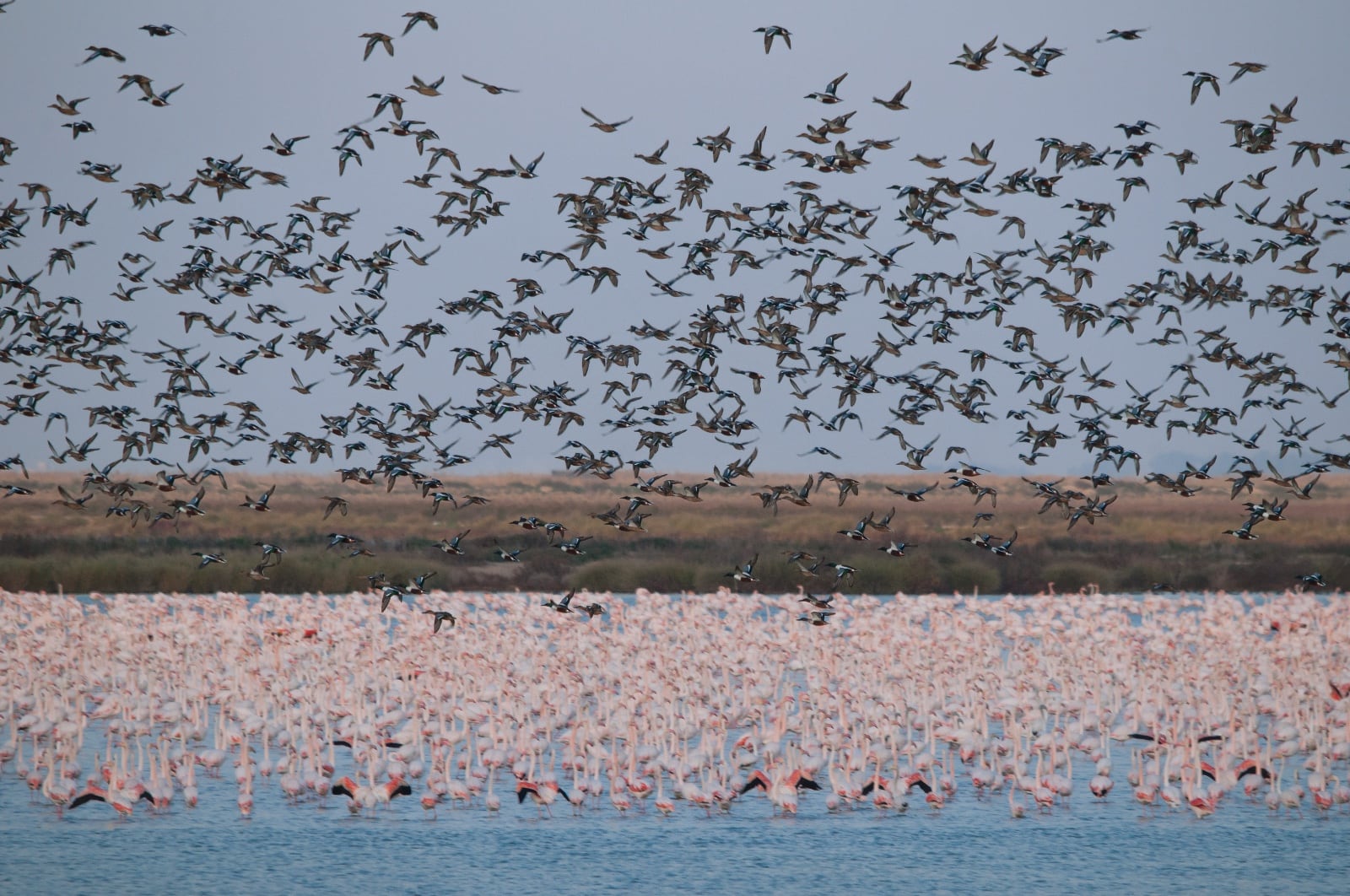 Invernada de aves acuáticas en Doñana. // Miguel de Felipe