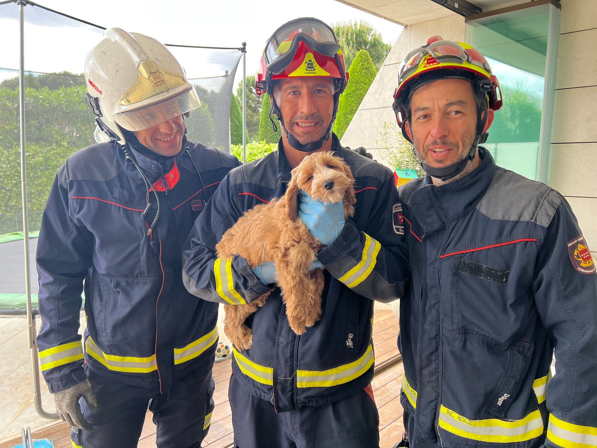 Bomberos de Madrid rescatan a Maui, un pequeño cachorro de cuatro meses que quedó atrapado en una piscina