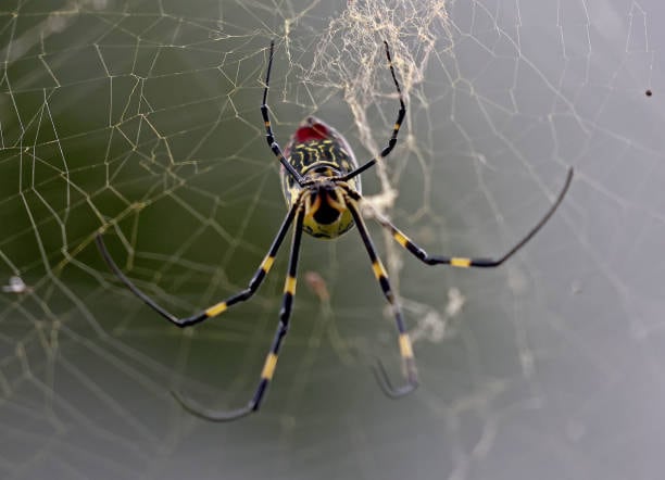 Araña