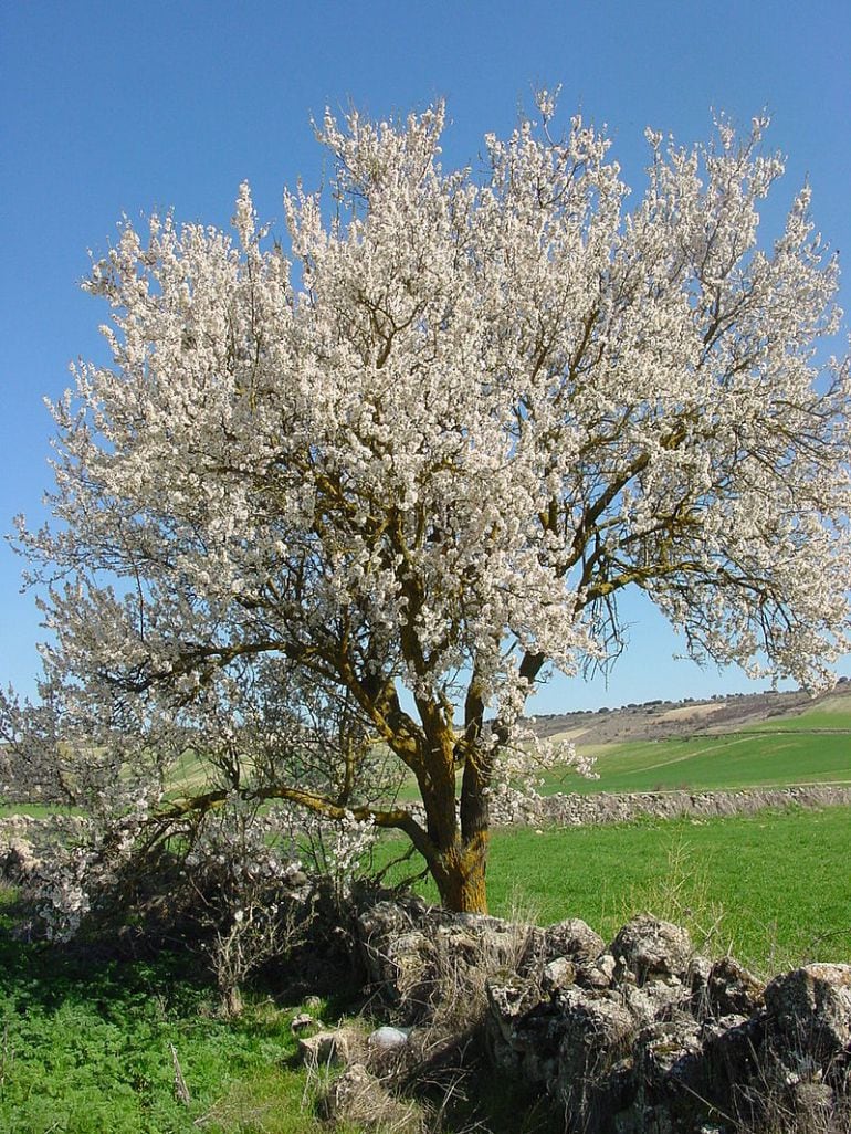 Un almendro en flor