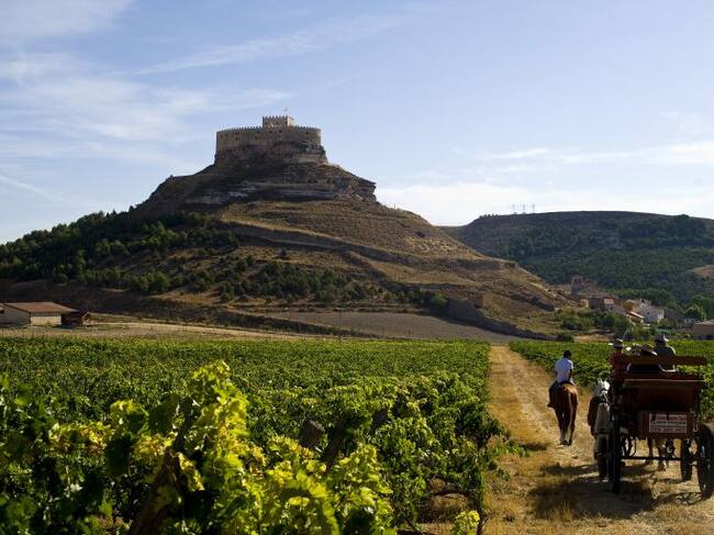 Paseo entre viñedos en Curiel de Duero