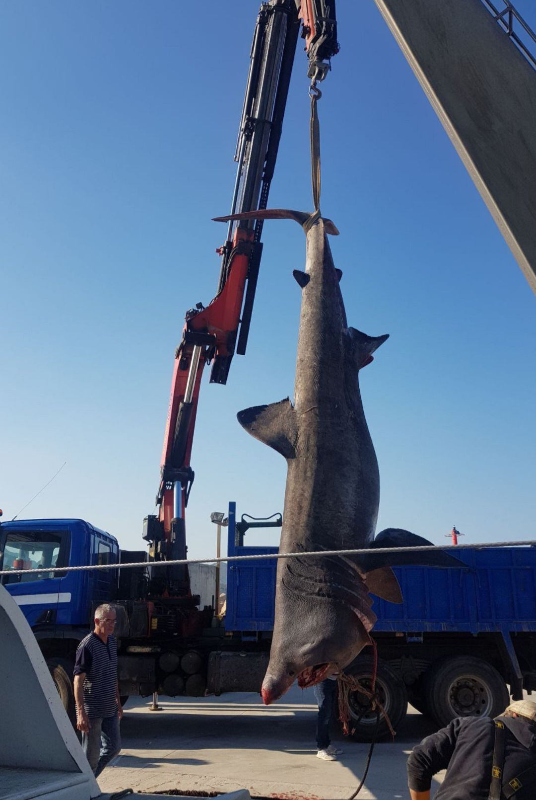 Tauró pescat a Llançà