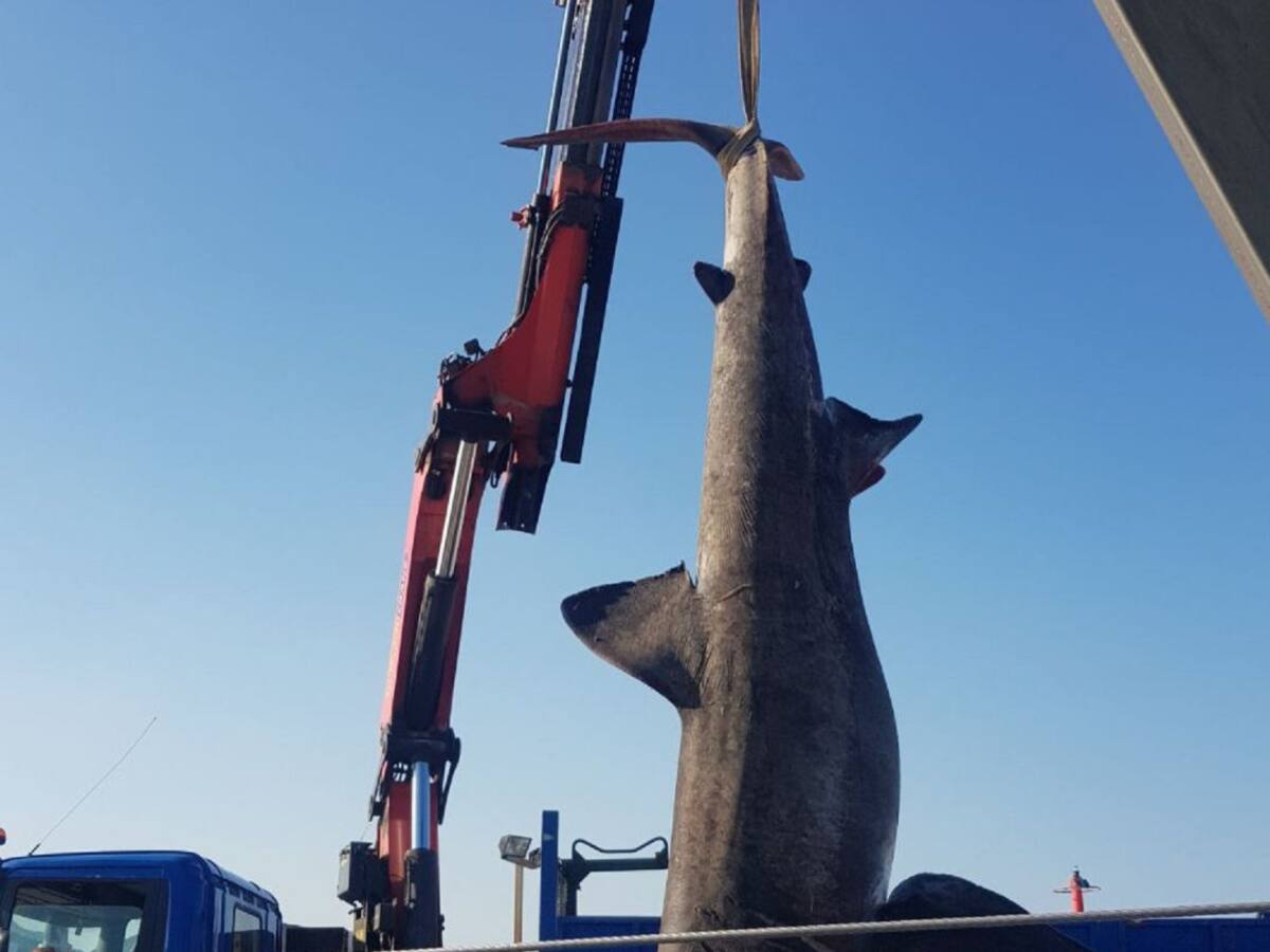 Cada cop menys taurons a la Costa Brava