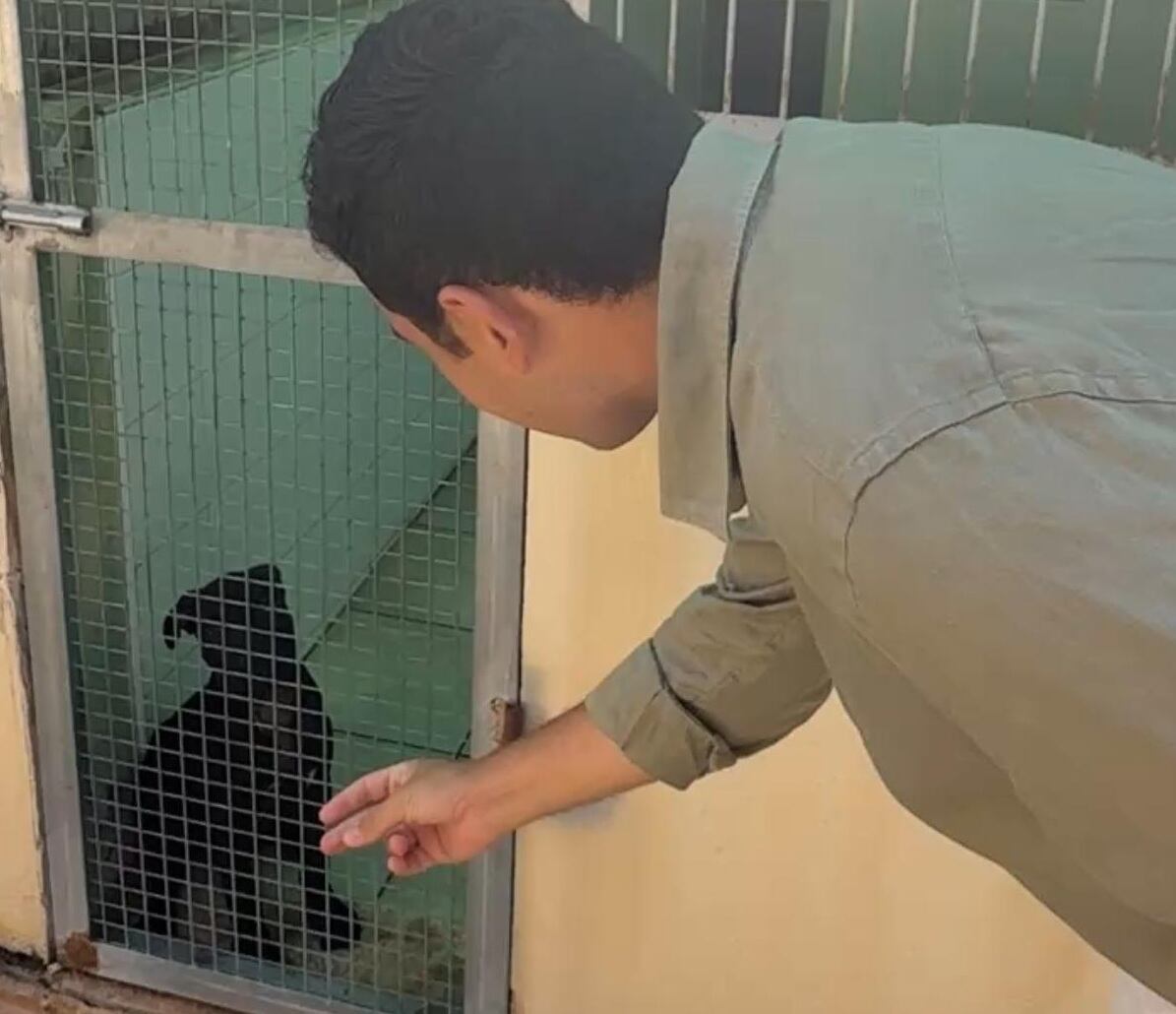 Imagen de la perrita en Sa Coma