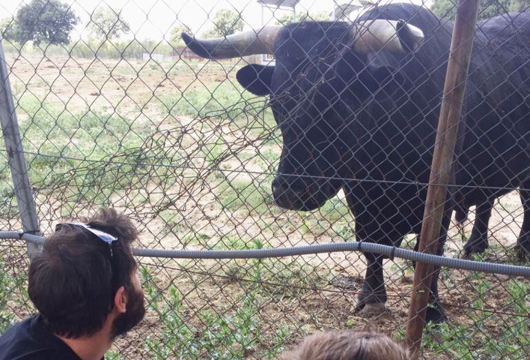 El humorista malagueño observa, tras una valla, a un toro