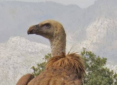 Conferencias, talleres, cursos, rutas ornitológicas y actividades de turismo activo se dan cita en la segunda edición de Andalucía Bird Festival