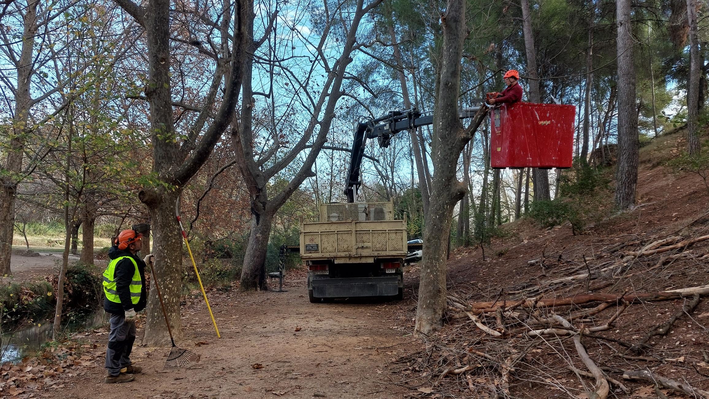 Ejecución de los trabajos en los arboles de las Fuentes del Marqués de Caravaca