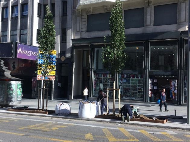 Los nuevos árboles de la Gran Vía