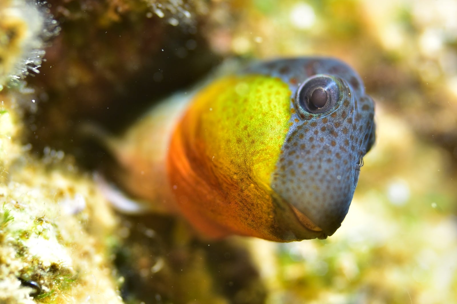 Fotografía de José Luis Alcaide