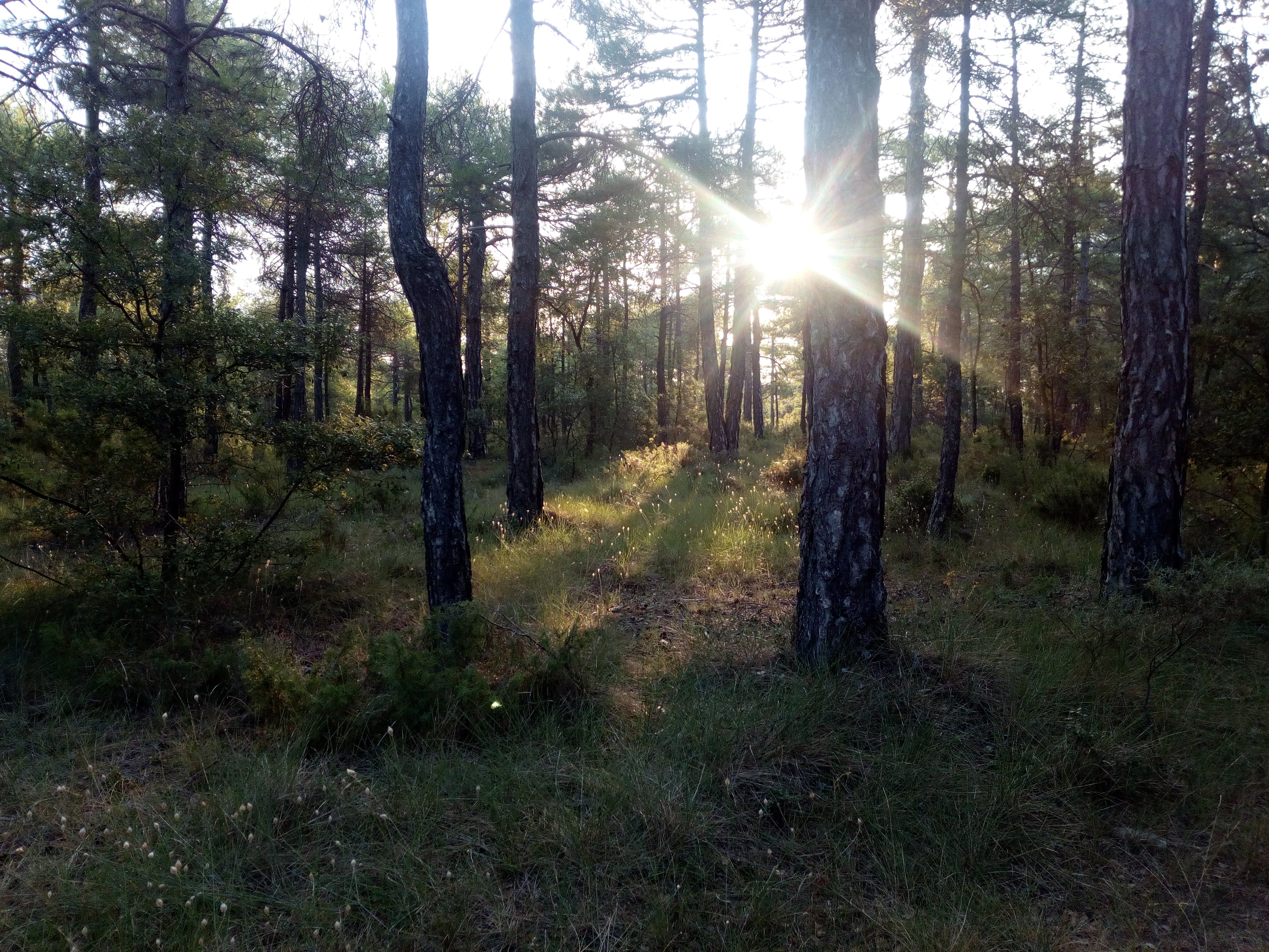 Pinares en Villanueva de los Escuderos (Cuenca).