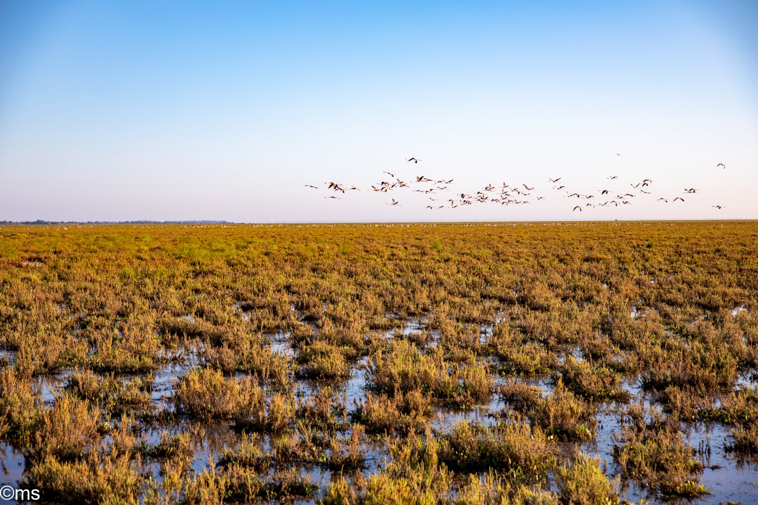 Espacio Natural de Doñana (mayo de 2025)