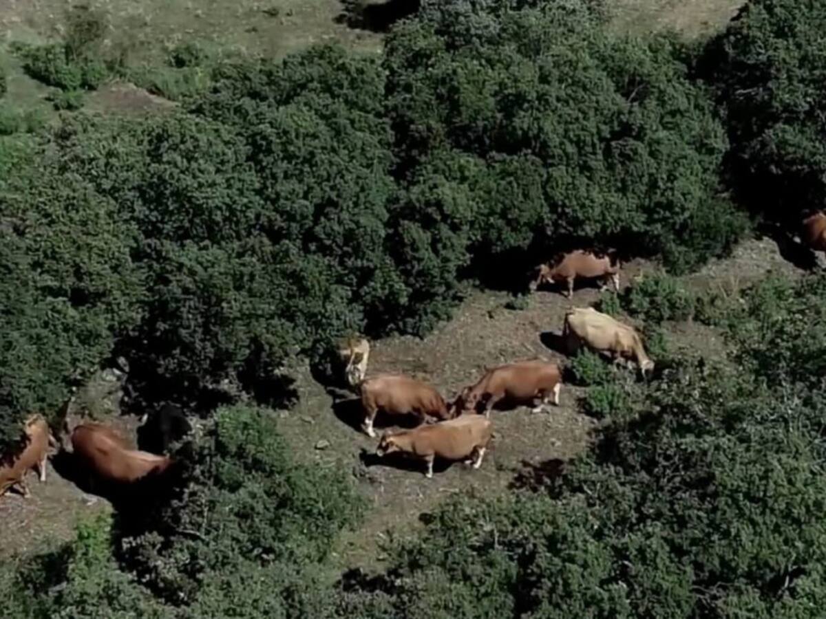 Ganadería extensiva en la Safor para la prevención de incendios forestales