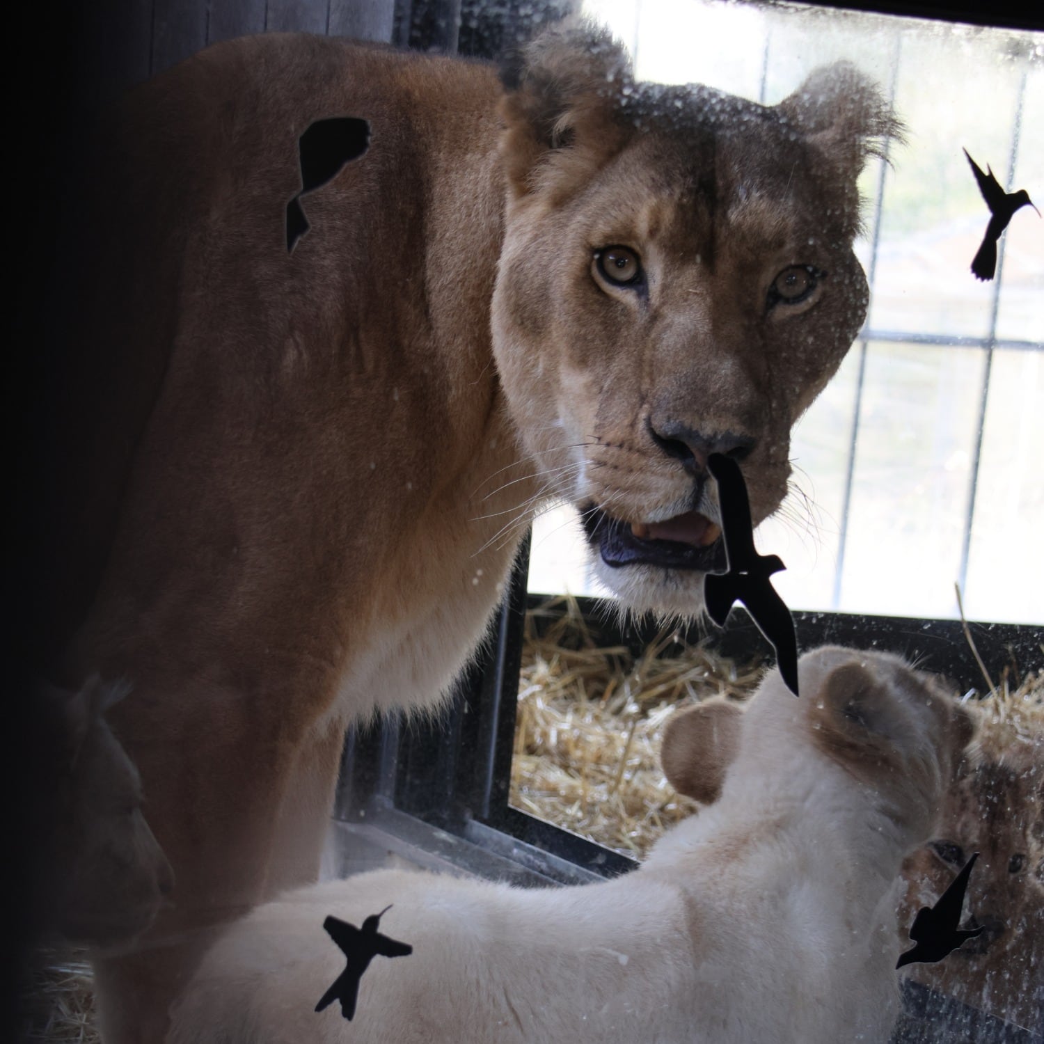 Leones rescatados en Primadomus, en Villena