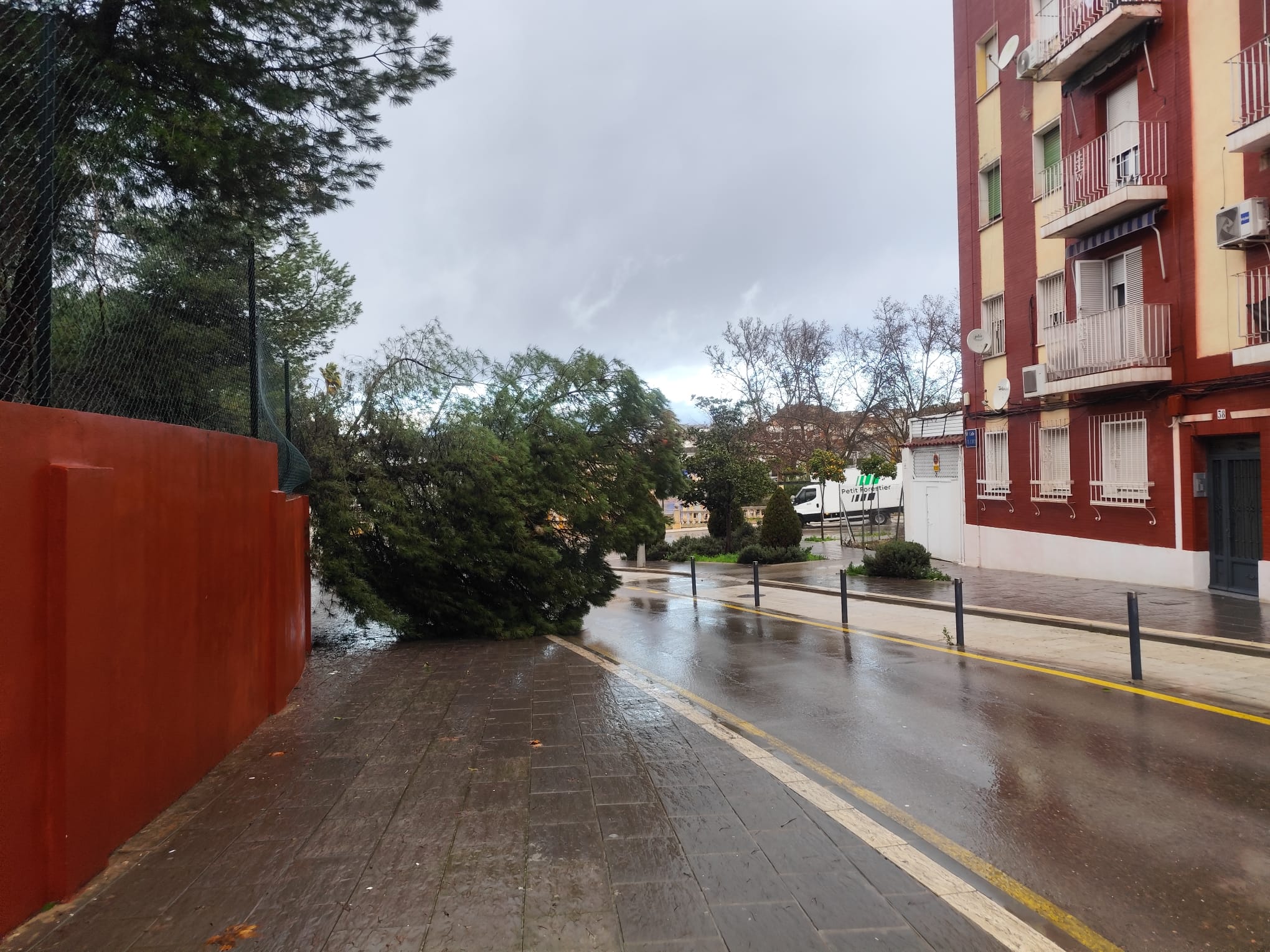 El temporal en las últimas horas deja una veintena de avisos y caída de árboles en Linares