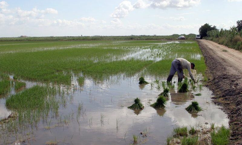 Arrozales junto a Doñana