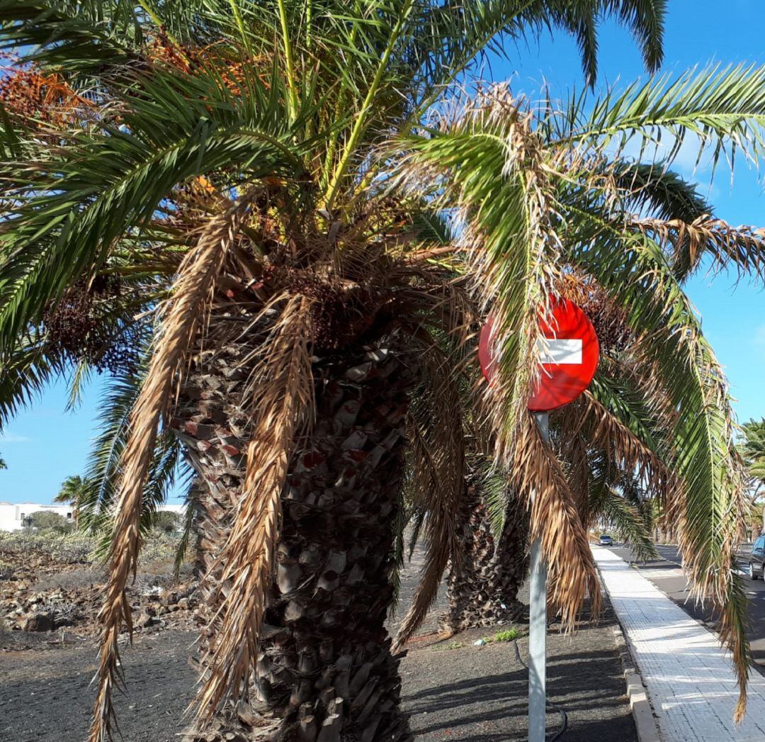 Una de las palmeras en mal estado de Costa Teguise.