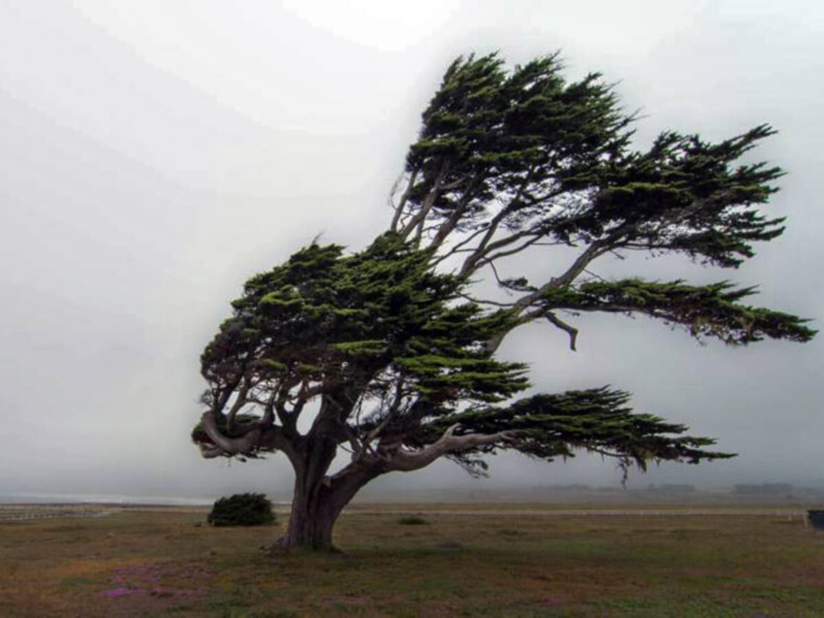 El ayuntamiento de Soria pide prudencia ante la alarma por viento especialmente en las zonas con más arbolado