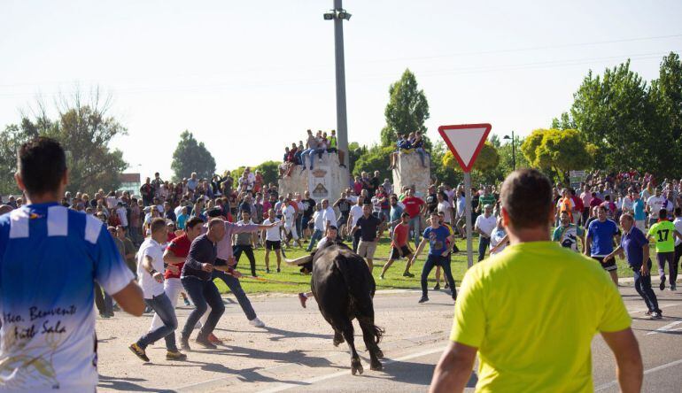 Celebración del Toro de la Vega