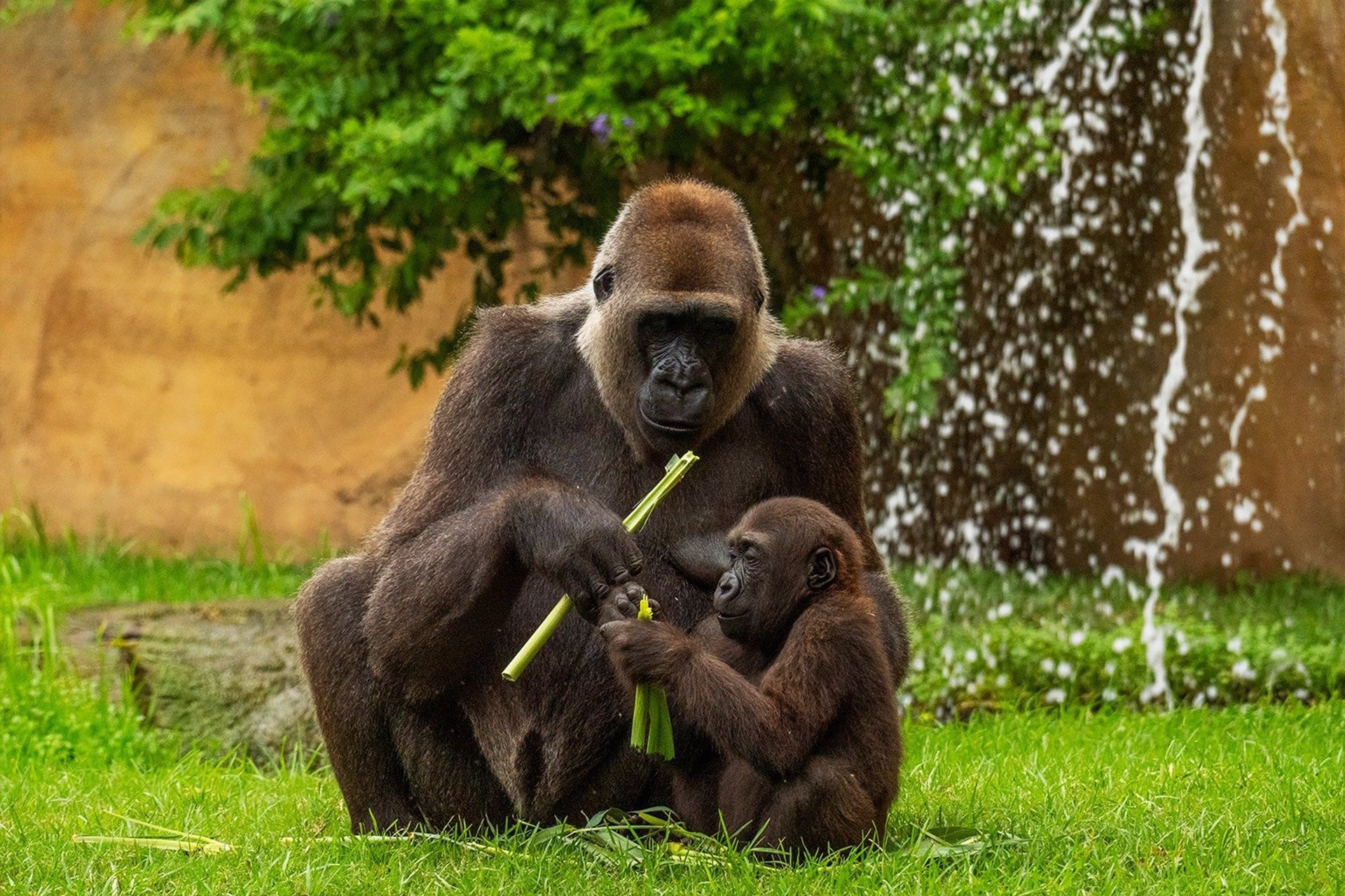 Ekan, el primer gorila andaluz nacido en Bioparc Fuengirola, cumple dos años.