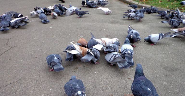 El Ayuntamiento quiere atajar el problema de sobrepoblación de palomas