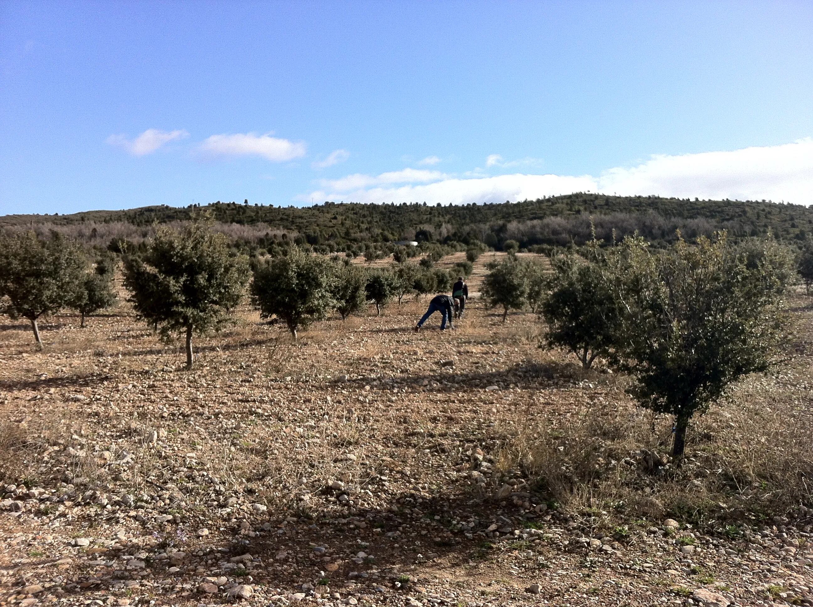 Plantación de trufa en la provincia de Soria.