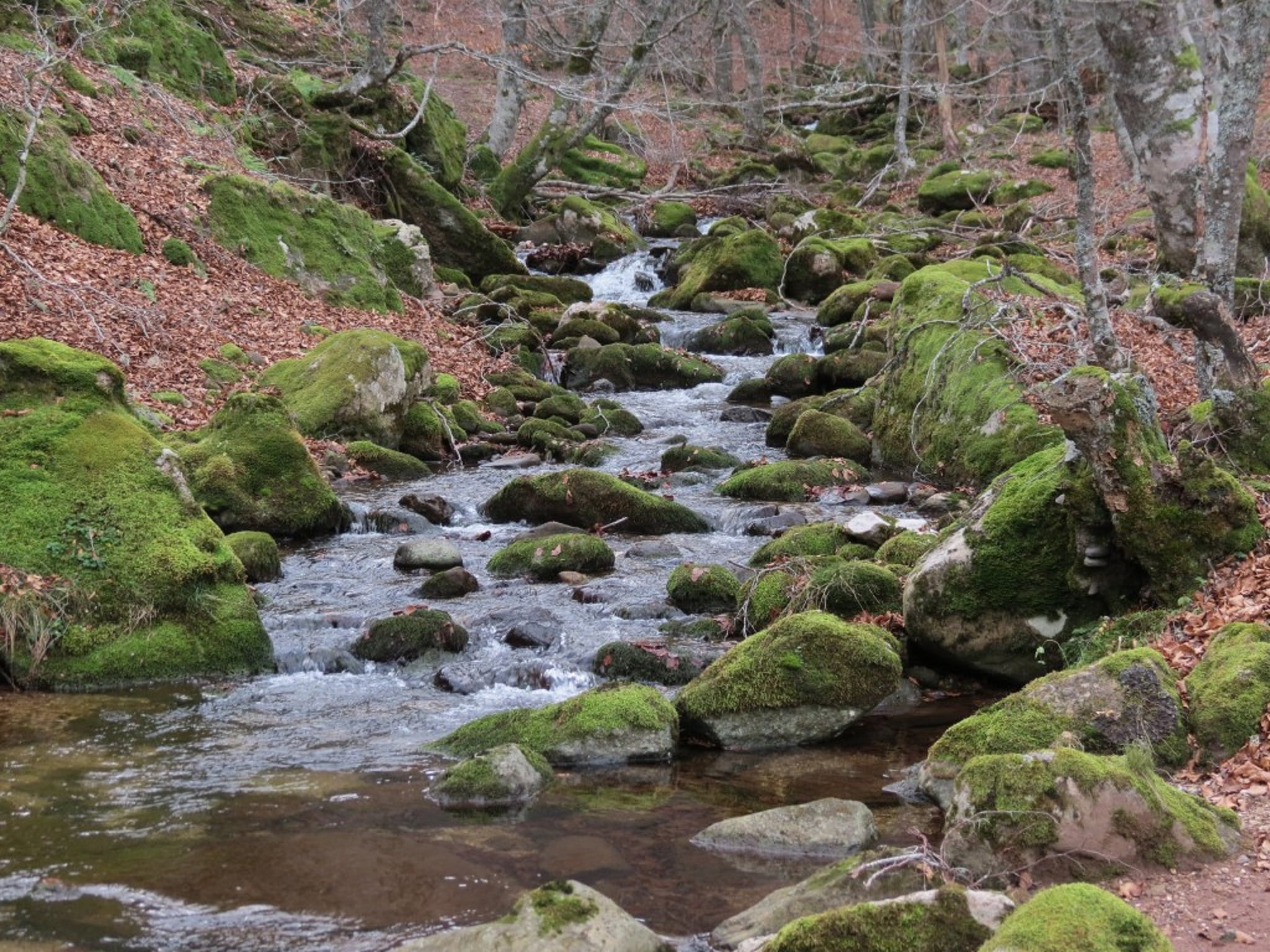 Río Rubagón en Palencia.