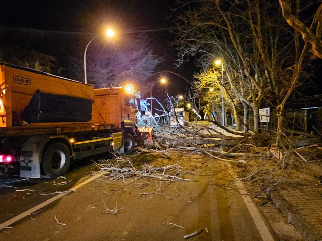 Árboles caídos por el viento