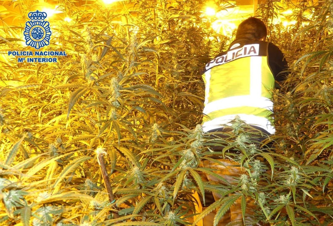 La Policía Nacional desmantela un laboratorio clandestino de producción de marihuana que se había asentado en la localidad de Cobisa