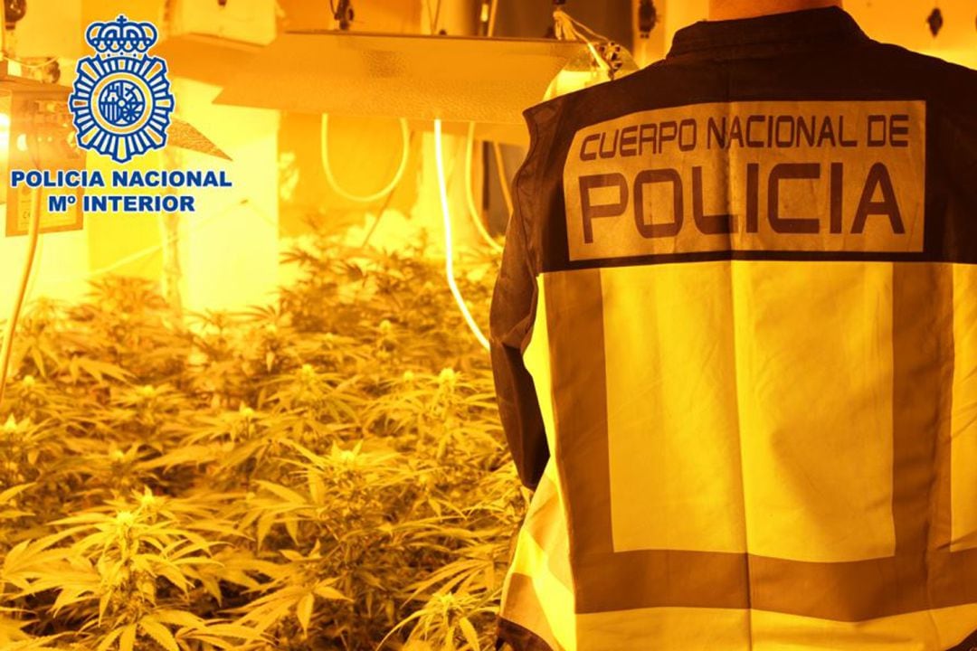 Desmantelamiento de una plantación ilegal de droga en una vivienda de Granada por la Policía Nacional