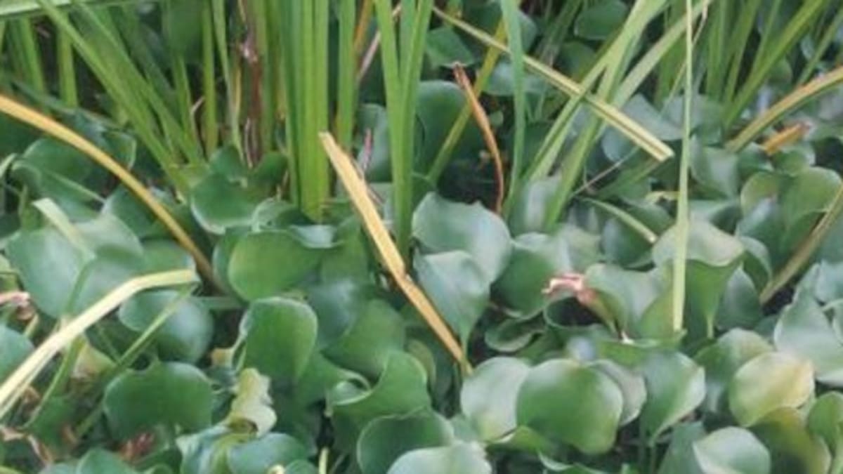 Geacam trabajará para eliminar el camalote del Tajo hasta el embalse de Azután