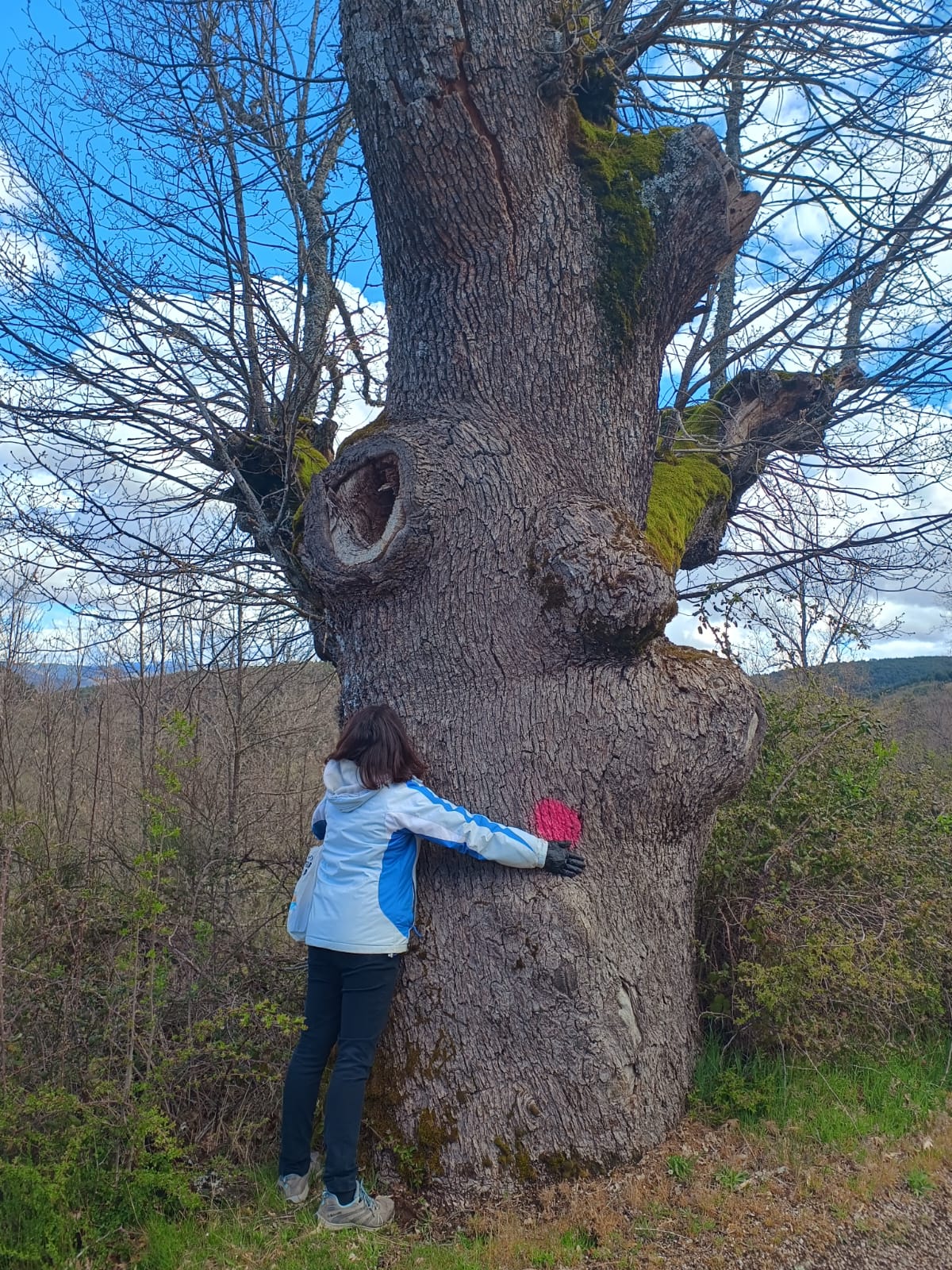 Hay un roble especial que si desaparece supondría un impacto medioambiental y sentimental para los vecinos de Tolbaños de Abajo.